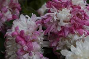 CHRYSANTHEMUM-24 (30)